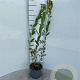 Salix purpurea 40-60 cm 2,0L