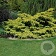 Juniperus pfitzeriana 'Gold Coast' 25-30 cm 3,5L