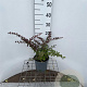 Berberis thunb. 'Atropurpurea Nana' 30-40 cm 2,5L