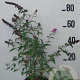 Buddleja d. 'Pink Delight' 60-80 cm 10L