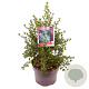 Ceanothus impressus 'Victoria' 40 cm 5,0L