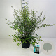 Spiraea vanhouttei 40-60 cm wortelgoed struik