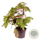 Hydrangea quercifolia 40-50 cm 7,5L
