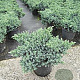 Juniperus squamata 'Blue Star' 25-30 cm 3,0L