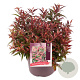 Leucothoe keiskei Burning Love 30-40 cm 5,0L