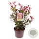 Photinia fraseri 'Carré Rouge' 30-40 cm 5,0L