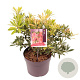 Pieris 'Flaming Silver' 20 cm 2,0L