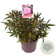 Rhododendron (AP) 'Graziella' 25-30 cm 5,0L