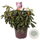 Rhododendron 'Roseum Elegans' 50-60 cm 13L