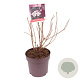 Sambucus nigra Black Lace 50-60 cm 10L