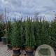 Taxus baccata 175-200 cm 50L