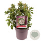 Viburnum tinus 40-45 cm 10L