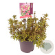 Weigela Cherry Love 40-50 cm 10L