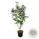 Acer Arctic Jade 170-200 cm cont. 55L extra