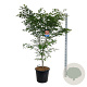 Acer North Wind 150-175 cm cont. 55L extra