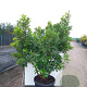 Arbutus unedo 250-300 cm cont. 130L meerstammig