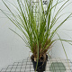 Cortaderia s. 'Pumila' GM 2,0L