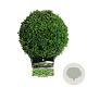 Buxus sempervirens 25-30 cm 4,0L bol antraciet