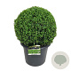 Buxus sempervirens 45-50 cm 17L bol antraciet