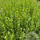 Helenium 'Moerheim Beauty' GM 2,0L