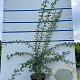 Crataegus monogyna 150-175 cm 7,5L Gestokt