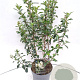 Escallonia 'Iveyi' 30-40 cm 3,0L