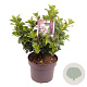 Escallonia laevis Pink Elle 30-40 cm 5,0L