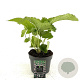 Phlomis tuberosa 'Amazone' GM 2,0L