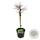 Larix decidua 'Little Bogle' 40 cm stam 5,0L