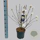 Magnolia stellata 70 cm stam 7,5L