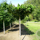Morus alba 'Fruitless' 20-25 HO draadkluit dakvorm 240 cm stam