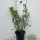 Philadelphus 'Manteau d'Hermine' 40-50 cm 3,0L