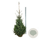 Picea omorika 175-200 cm met kluit extra