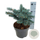 Picea pungens 'Karpaten' 20-25 cm