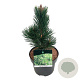 Pinus heldreichii 'Malinki' 25-30 cm