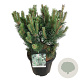 Pinus mugo 'Green Column' 40-50 cm 15L