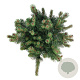 Pinus mugo 'Green Column' 40-50 cm 15L