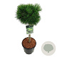 Pinus mugo 'Varella' 60 cm stam 15L