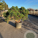 Pinus nigra Brepo 125-150 cm cont. 150L meerstammig