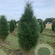 Pinus nigra 'Green Tower' 125-150 cm met kluit solitair
