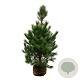 Pinus nigra nigra 150-175 cm draadkluit extra
