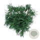 Pinus strobus 'Tiny Kurls' 30-40 cm 4,5L