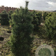 Pinus sylvestris 150-175 cm draadkluit