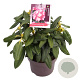 Rhododendron (Y) 'Fantastica' 25-30 cm 5,0L