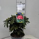 Rhododendron (Y) 'Fantastica' 25-30 cm 5,0L