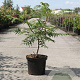 Rhus glabra 'Laciniata' 60-80 cm 10L