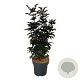 Sambucus nigra Black Tower 80-100 cm 15L