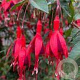 Fuchsia 'Corallina' GM P9