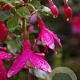 Fuchsia 'Lady Thumb' GM P9