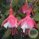 Fuchsia 'Lady Thumb' GM P9